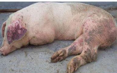 養(yǎng)豬人須知 非洲豬瘟常見癥狀與精準“拔牙”核心操作