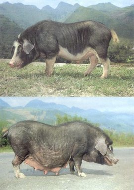 關嶺豬與關嶺雞 貴州山區(qū)的生態(tài)養(yǎng)殖瑰寶